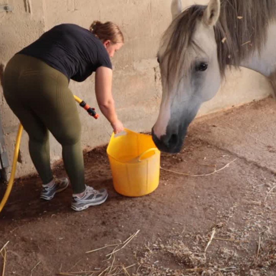 [WATCH] Tappwater Tales #1: The importance of water quality for horses in Malta