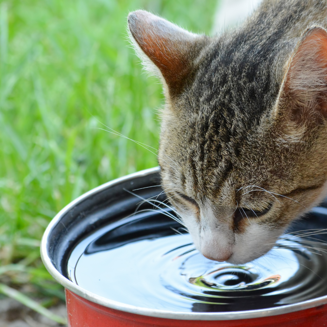Compassion in Action: How Kitty Guardians is Saving Malta’s Stray Cats (And How You Can Support Them)