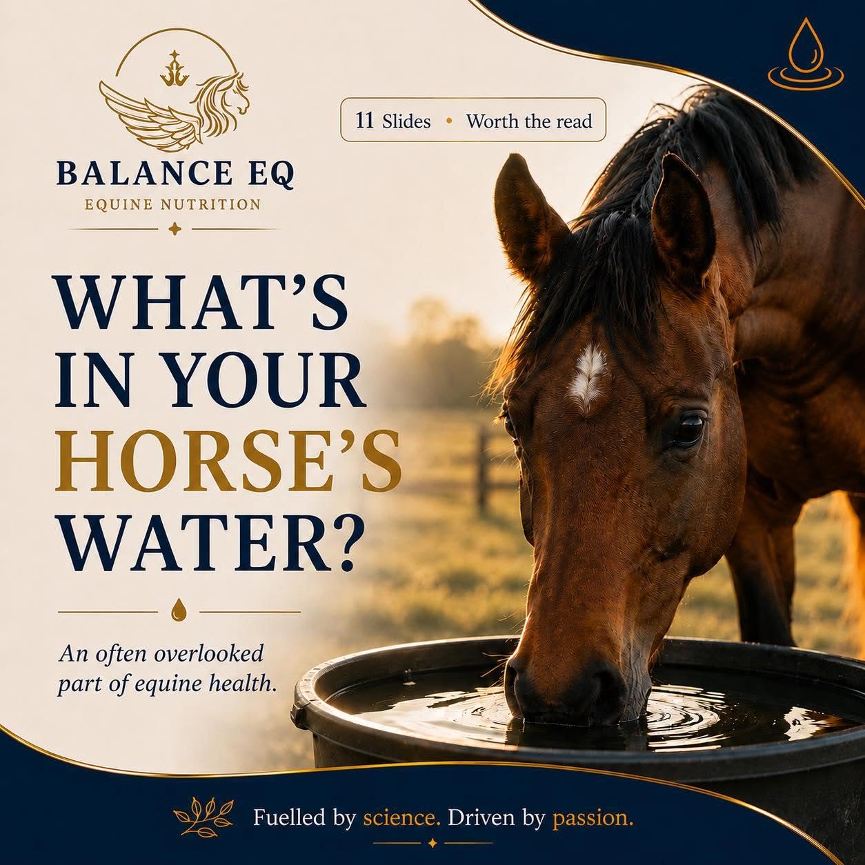 Improving Equine Health & Hydration: The Malta Water Quality Case Study by Balance EQ & Tappwater